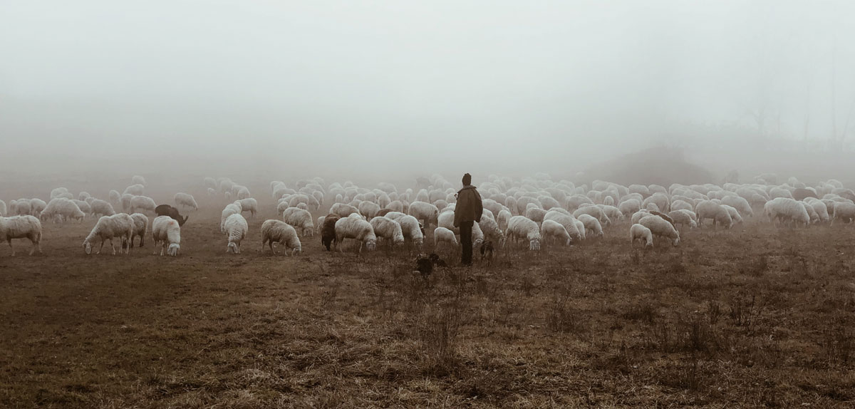 Man looking at a field of sheep